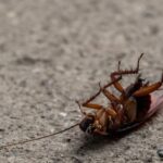 Cockroach Control: Tips for Elimination and Prevention
