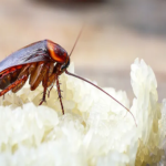 Dealing with A Roach Problem in Kitchen Appliances: When to Let the Experts Intervene