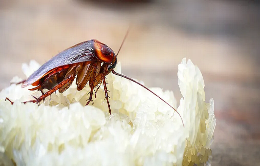 Roach Problem in Kitchen