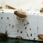 A Complete Guide to Pest Control Services in Elgin, IL