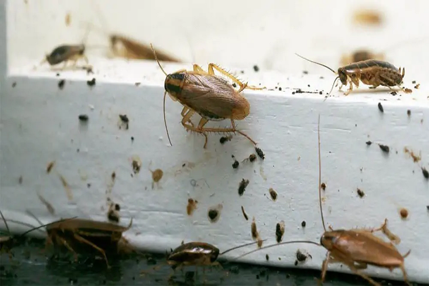 Pest Control Services in Elgin,