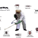 What to Expect During Your First Pest Control Visit?