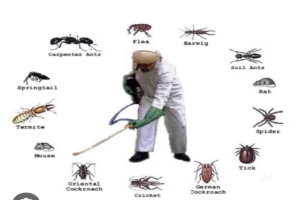What to Expect During Your First Pest Control Visit?