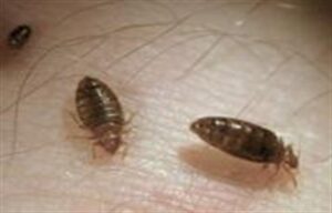 Bed Bugs in Arlington: How to Detect, Prevent, and Eliminate Them