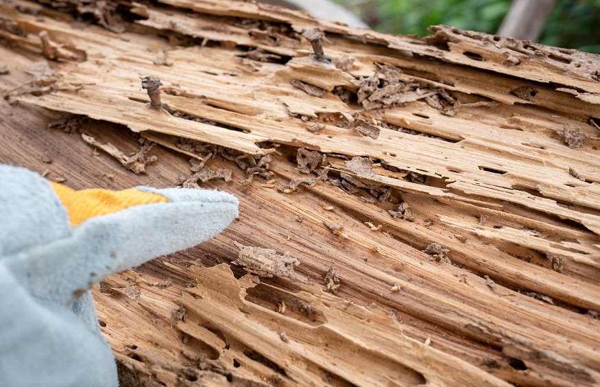 Termite Damage